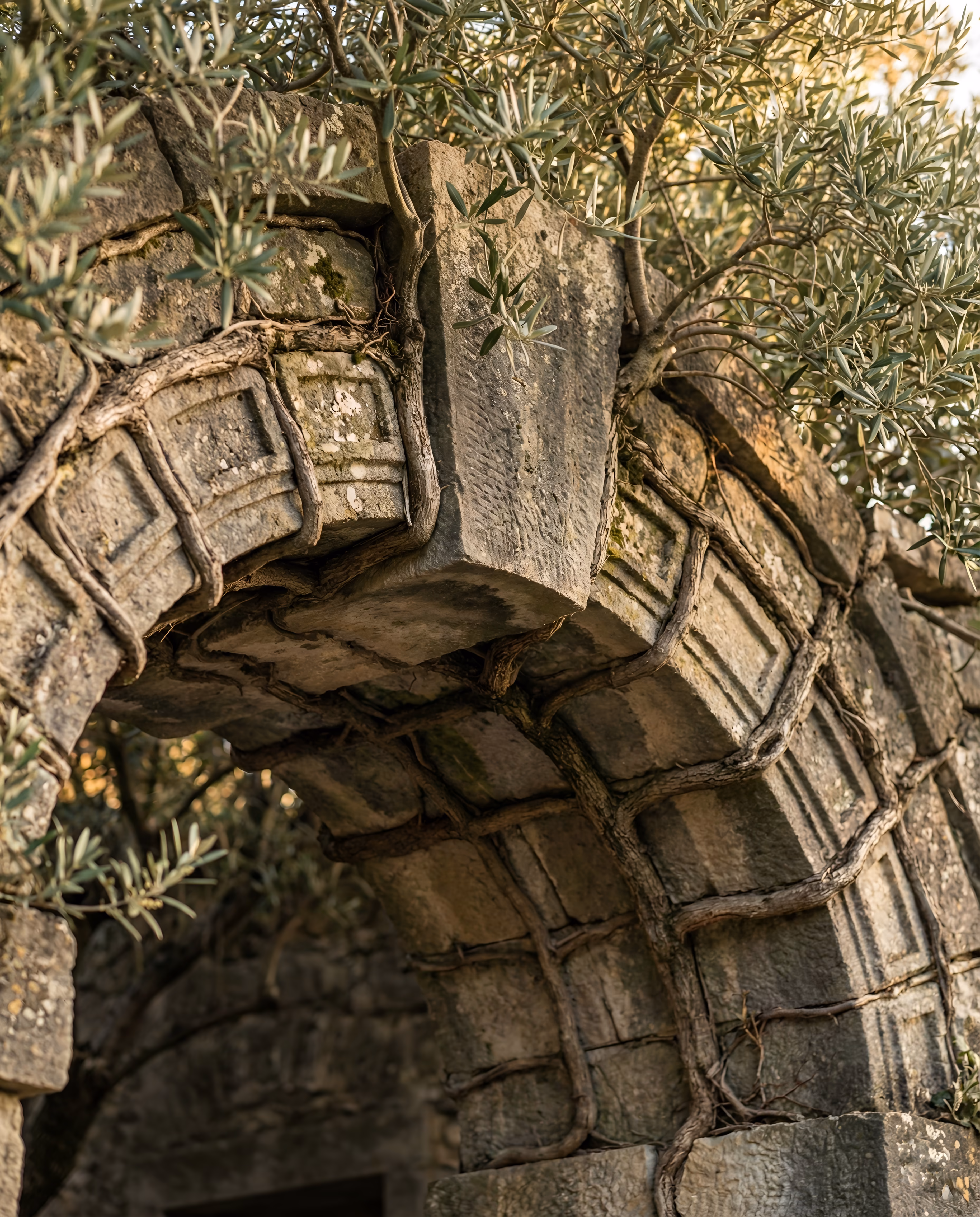 Ancient stone archway with integrated olive branches - representing structural protection and natural resilience